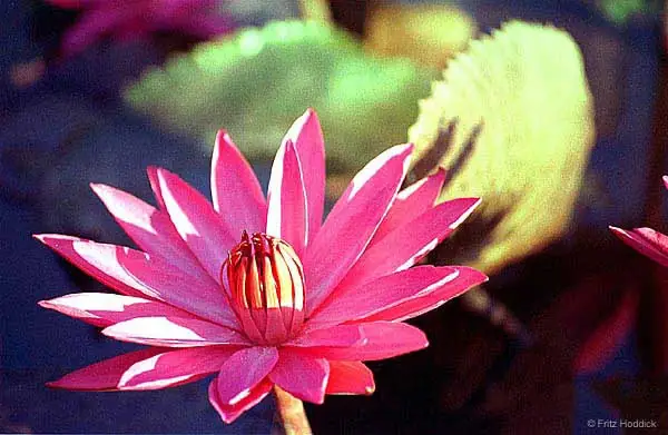 Tự Quy Y Phật Xin Nguyện Chúng Sinh