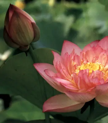 Tu Viện Phật Giáo - Chùa Online