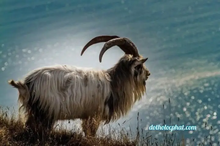 Tuổi Mùi Nên Thờ Vị Phật Nào? Phật Bản Mệnh Tuổi Mùi