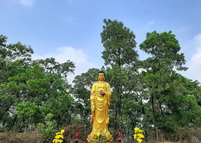 Cây Tùng Cổ Tỏa Bóng Mát Che Chùa Linh Sơn, Được Cho Rằng Đã 700 Tuổi