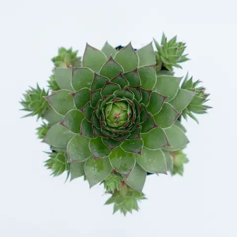 Sen Đá Phật Bà Tím ( Sempervivum Calcareum ) | Sen Đá Đà Lạt