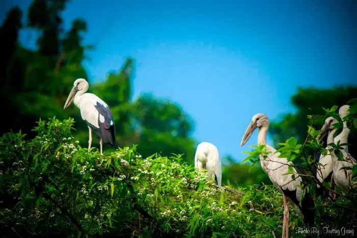 Vườn Chim Thung Nham