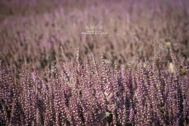 Mùa Hoa Tiên Thảo Trở Lại Tân Trúc