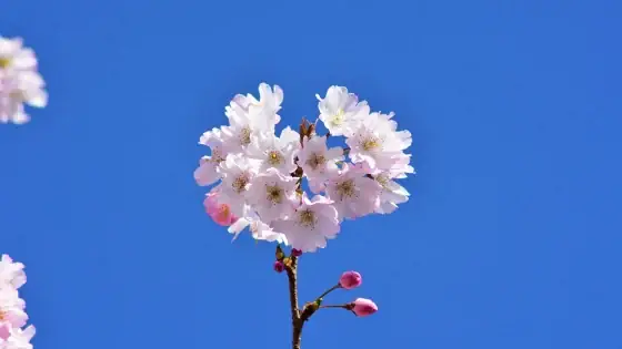 Vô Thường Là Gì?