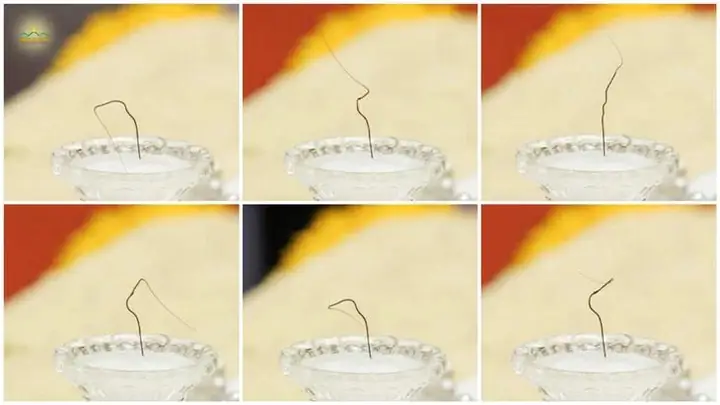 Toàn Cảnh Vụ Xá Lợi Tóc Đức Phật Tự Chuyển Động Gây Xôn Xao Dư ...