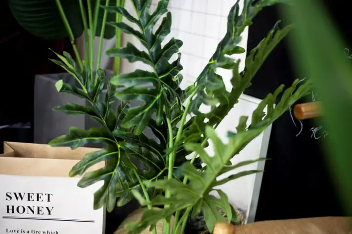 Cã´ng Dá»¥ng Thá»±c Táº¿ Vã Ã½ Nghä©a Cã¢y Tráº§u Bã Tay Pháº­t