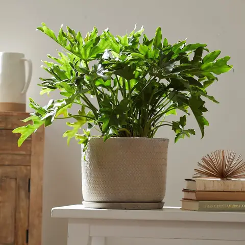 Cã´ng Dá»¥ng Thá»±c Táº¿ Vã Ã½ Nghä©a Cã¢y Tráº§u Bã Tay Pháº­t