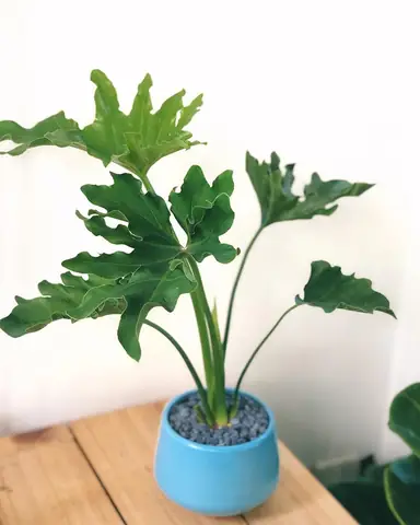 Cã¡ch Trá»ng Vã Chäm Sã³c Cã¢y Tráº§u Bã Tay Pháº­t