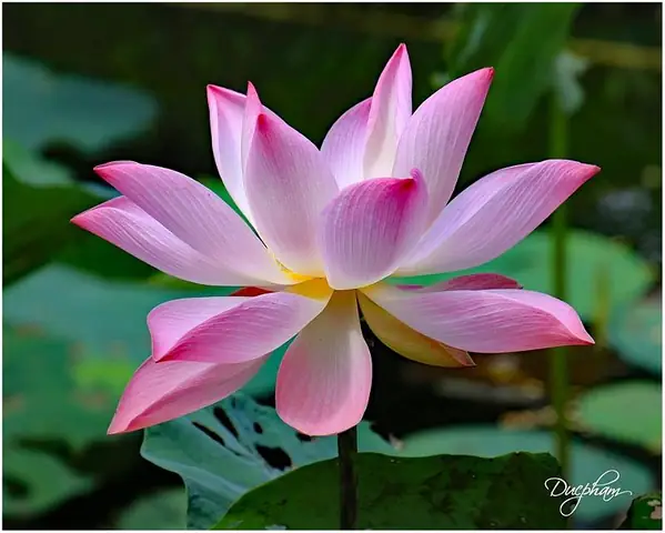 Tâm - Mind - Heart - Consciousness