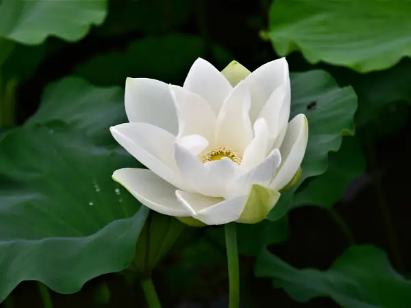 Ý Nghĩa Của Sen Trắng - Hương Thơm Thuần Khiết, Thanh Cao ...