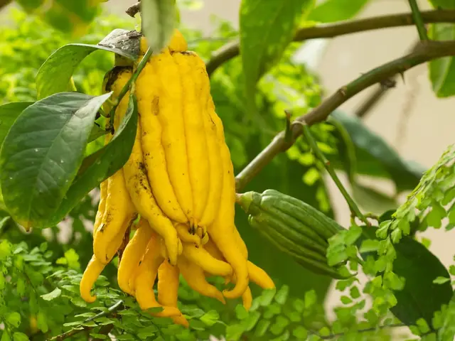 Quả Phật Thủ Là Quả Gì?