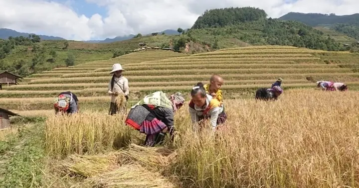 Ý Nghĩa Và Cách Sử Dụng 1 Thìa Cơm Cúng Trong Nghi Lễ Thờ Cúng
