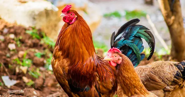 Cúng Giao Thừa Bằng Gà Mái Có Được Không? Đặt Gà Cúng Như Nào ...