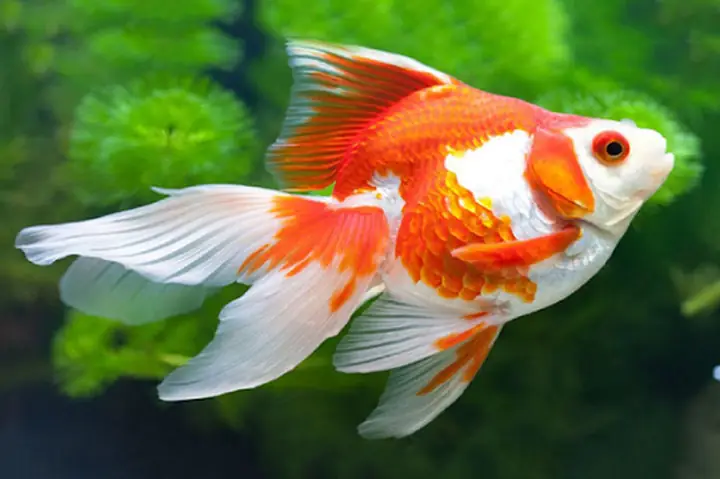 Giấc Mơ La Điềm Báo May Mắn Phát Tài