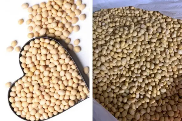 Loại Đau Cúng Khai Trương: Ý Nghĩa, Cách Chọn & Nghi Lễ Chuẩn Nhất