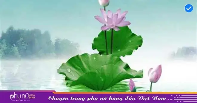 Bà Bầu Mơ Thấy Hoa Sen: Giải Mã Ý Nghĩa Tâm Linh Và Góc Nhìn Khoa Học Toàn Diện