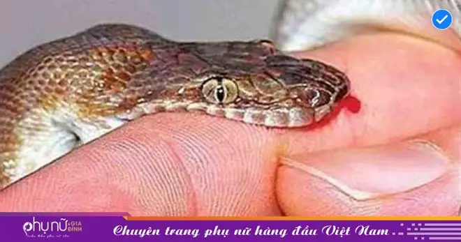 Giải Mã Giấc Mơ Bà Bầu Thấy Giết Rắn: Điềm Báo Gì Và Những Điều Cần Biết