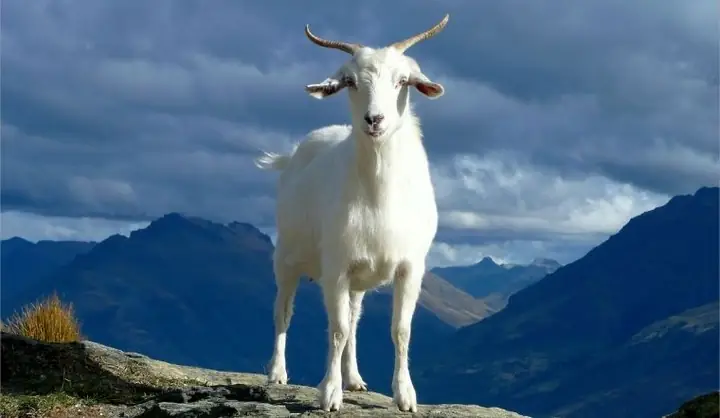 Người Sinh Năm 1955 Tuổi Gì, Mệnh Gì? Tổng Quan Tử Vi Người Sinh ...