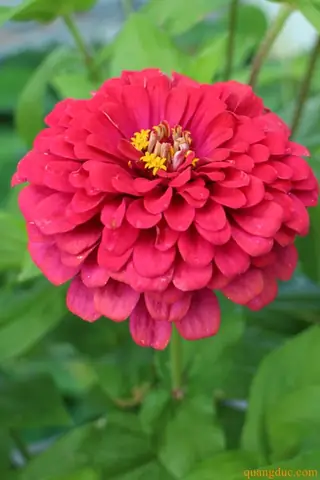 Các Bài Cúng Giỗ Chị Gái Chuẩn Tâm Linh, Ý Nghĩa Nhất