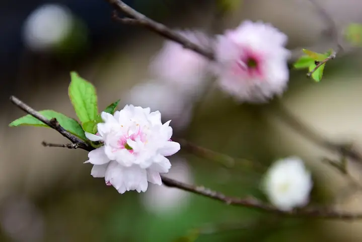 Bài Cúng Ngày 30 Tháng Chạp: Văn Khấn Chi Tiết & Nghi Thức Chuẩn Dân Gian