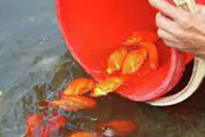 Làm Lễ Ông Công Ông Táo Kết Hợp Lễ Tạ Thần Đúng Cách Như Sau Để ...