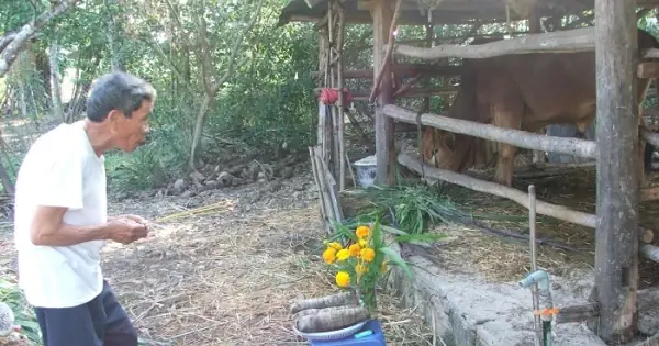 Bài Cúng Tết Bò: Ý Nghĩa, Văn Khấn Và Những Điều Cần Biết