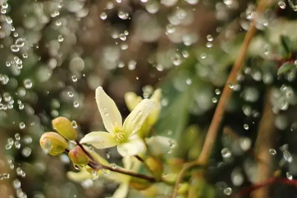 Nghi Thức Cầu Mưa | Thiền Tôn Phật Quang