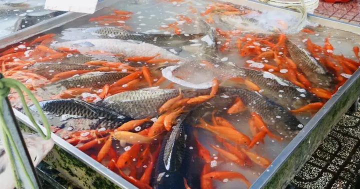 Tấp Nập Đi Chợ Ở Tp.hcm Mua Cá Chép Cúng Ông Táo