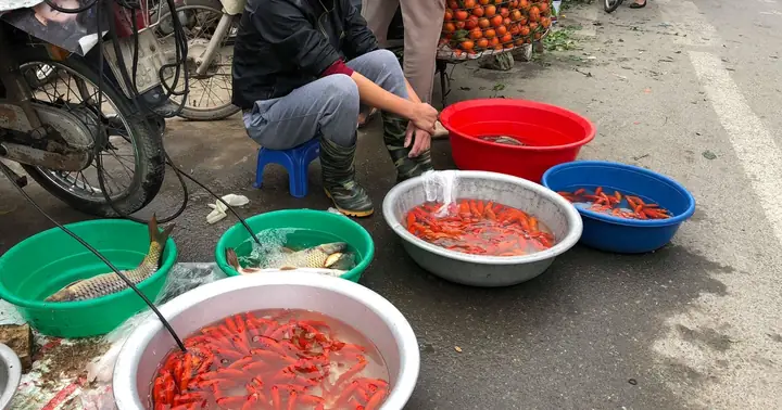 Tiểu Thương Bán Cá Chép Cúng Ông Công Ông Táo Lãi Đậm, Hốt Bạc ...