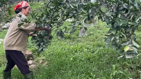 Cẩm Nang Toàn Tập Về Bao Sái Bàn Thờ Và Cách Rút Chân Nhang Đón Năm Mới