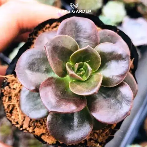 Sen Đá Nhật Nguyệt Phong Thủy: Cân Bằng – Hài Hòa – Dễ Trồng ...