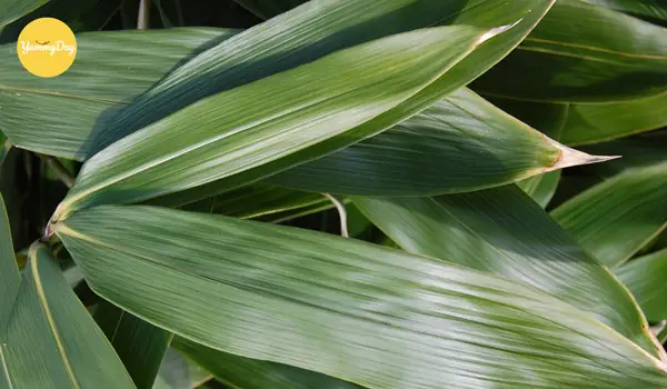 Bước 3: Chuẩn Bị Lá Tre Để Gói Bánh Ú Tro