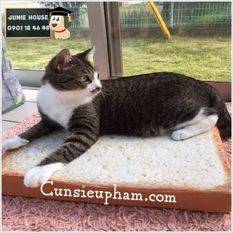 Nệm Bánh Mì Cho Chó Mèo Nhỏ | Junie House