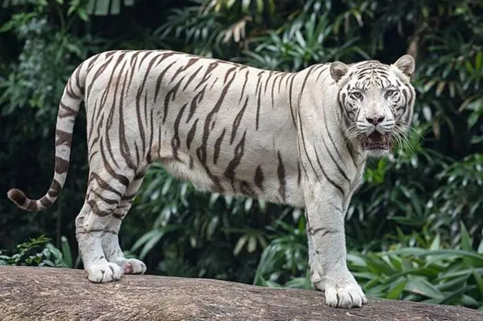 Tại Sao Cùng Họ Nhà Mèo Nhưng Hổ Sống 1 Mình Còn Sư Tử Lại Sống ...