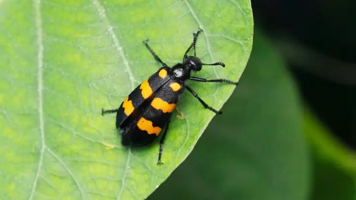 Bọ Cánh Cứng Có Độc Không? Dấu Hiệu Ngộ Độc Bọ Cánh Cứng