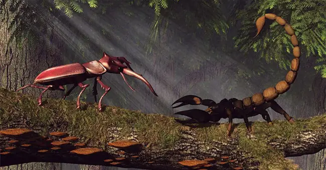 Bọ Cánh Cứng Khổng Lồ "so Càng" Bọ Cạp Hoàng Đế: Loài Nào Xứng ...