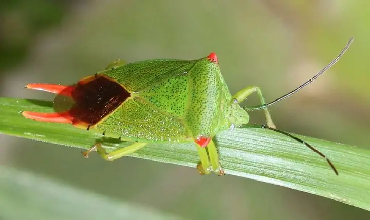 Bộ Cánh Nửa Cứng - Issuu