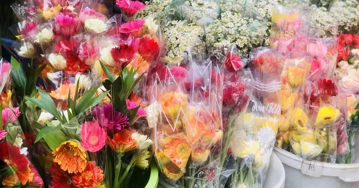 Giá Hoa Đồng Tiền Bật Tăng Liên Tục Trước Ngày Thần Tài