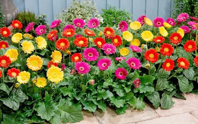 Gợi Ý 7 Loại Hoa Cúng Thần Tài - Ông Địa Chiêu Tài Hút Lộc - Bàn Thờ ...