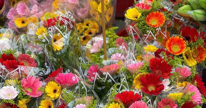 Giá Hoa Đồng Tiền 'nhảy Múa' Trước Ngày Vía Thần Tài | Báo Pháp ...