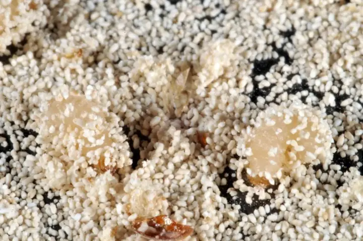 Mọt Thuốc Lá: Vòng Đời, Triệu Chứng Gây Hại Và Cách Xử Lý Hiệu Quả