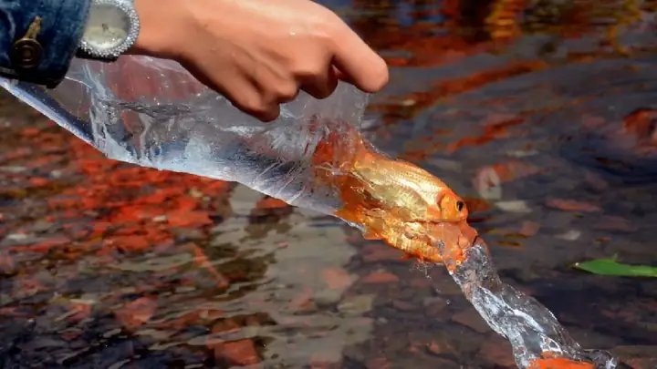 Cẩm Nang Toàn Diện Về Cá Chép Cúng Ông Công Ông Táo: Cách Chọn, Ý Nghĩa Và Lưu Ý Quan Trọng