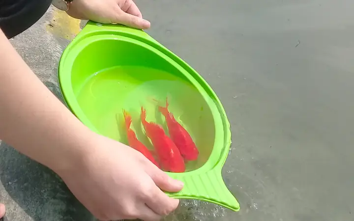 Cẩm Nang Toàn Diện: Cách Chọn, Chăm Sóc Và Ý Nghĩa Của Cá Chép Cúng Ông Táo