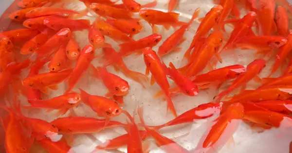 Cá Chép Cúng Ông Táo Bị Chết Có Sao Không? Giải Mã Ý Nghĩa Tâm Linh Và Cách Xử Lý