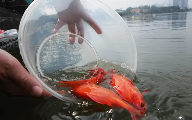 Cá Chép Cúng Ông Táo Bị Chết Có Sao Không? Giải Mã Ý Nghĩa Tâm Linh Và Cách Xử Lý