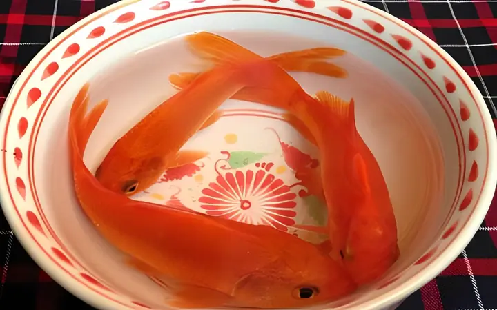 Cúng Ông Táo: Nên Để Cá Chép Ở Đâu & Chuẩn Bao Nhiêu Con?