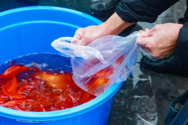 Cách Thả Cá Chép Đúng Và An Toàn