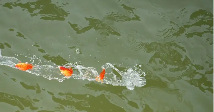 [phóng Sự Ảnh]: Người Hà Nội Lan Tỏa Thông Điệp Tích Cực Khi Thả Cá ...