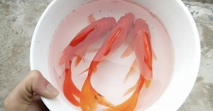 Mẹo Chọn Cá Chép Đẹp Để Cúng Ông Công Ông Táo 23 Tháng Chạp