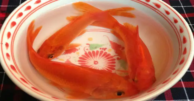 Cẩm Nang Chuẩn备: Thời Điểm Và Cách Thả Cá Chép Cúng Ông Công Ông Táo 2025